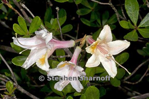 rhododendron occidentale 3 graphic